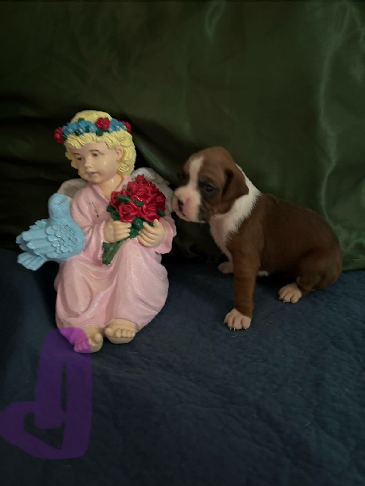 Boxer Puppies breeder image 5