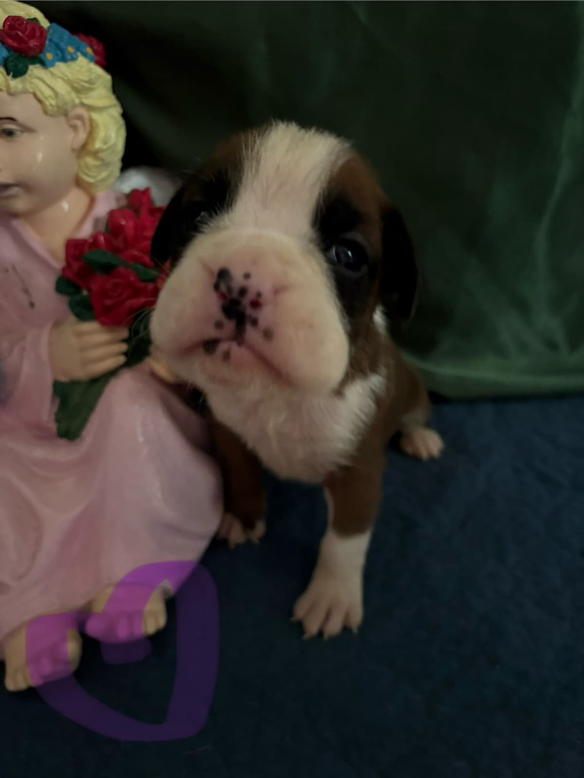 Boxer Puppies breeder image 9