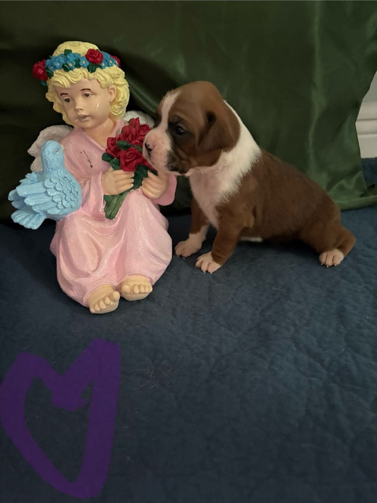 Boxer Puppies breeder image 8