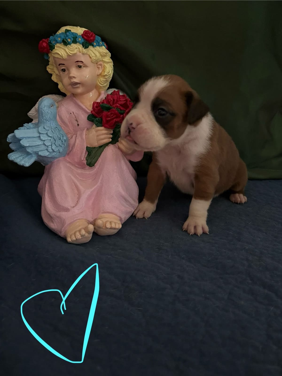 Boxer Puppies breeder image 6