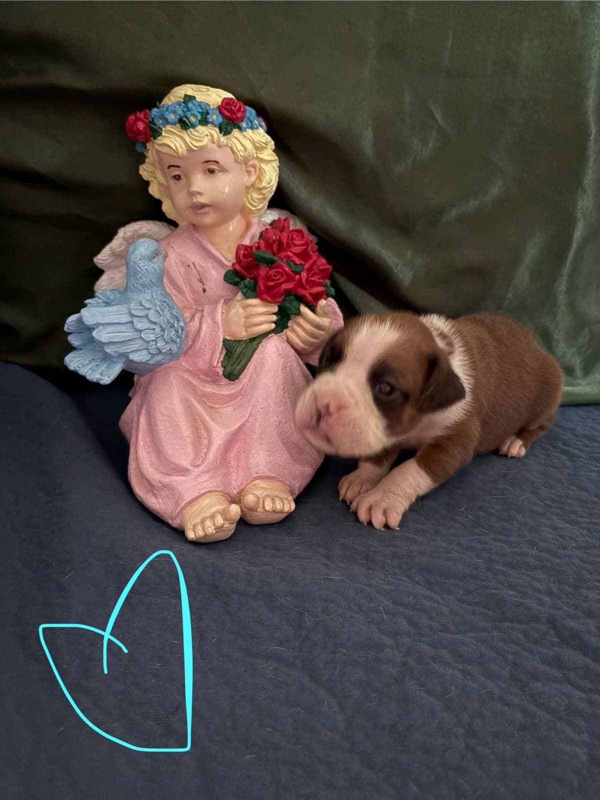Boxer Puppies breeder image 7