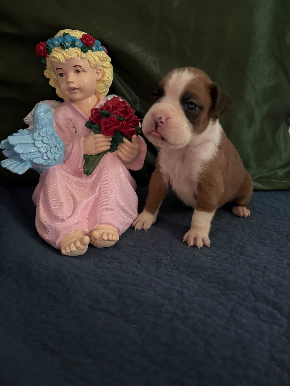 Boxer Puppies breeder image 15
