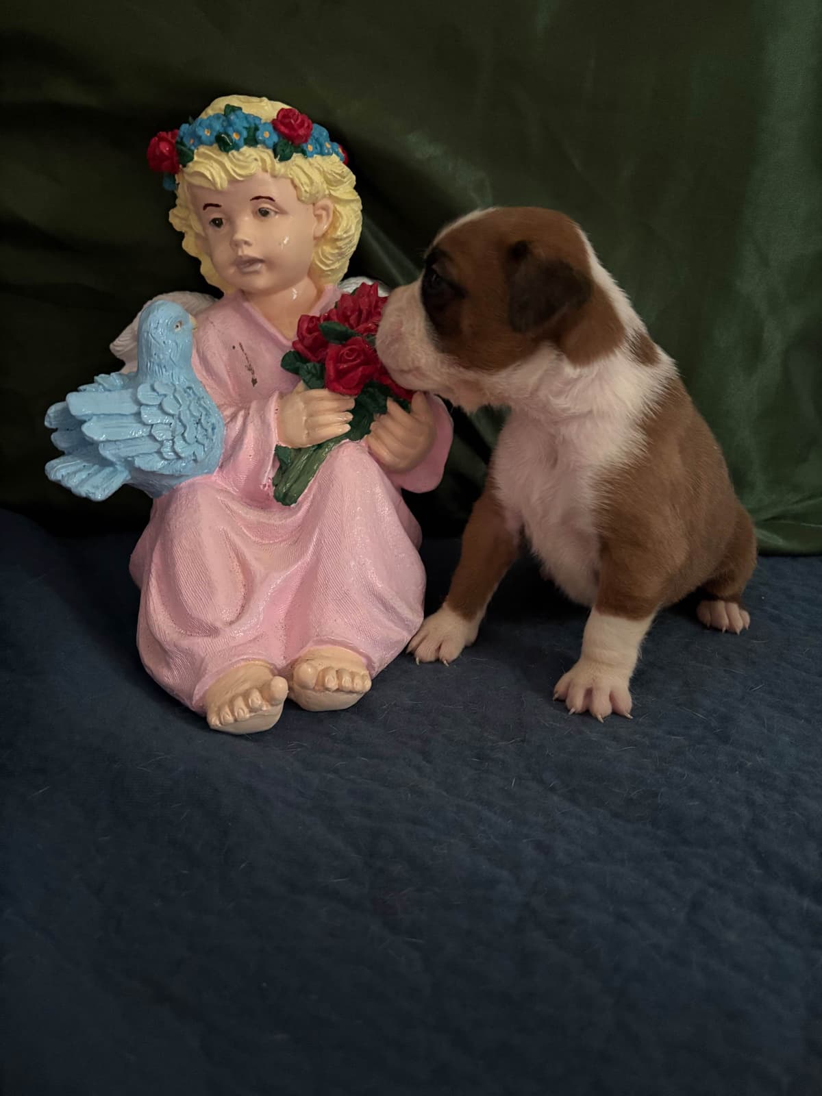 Boxer Puppies breeder image 12