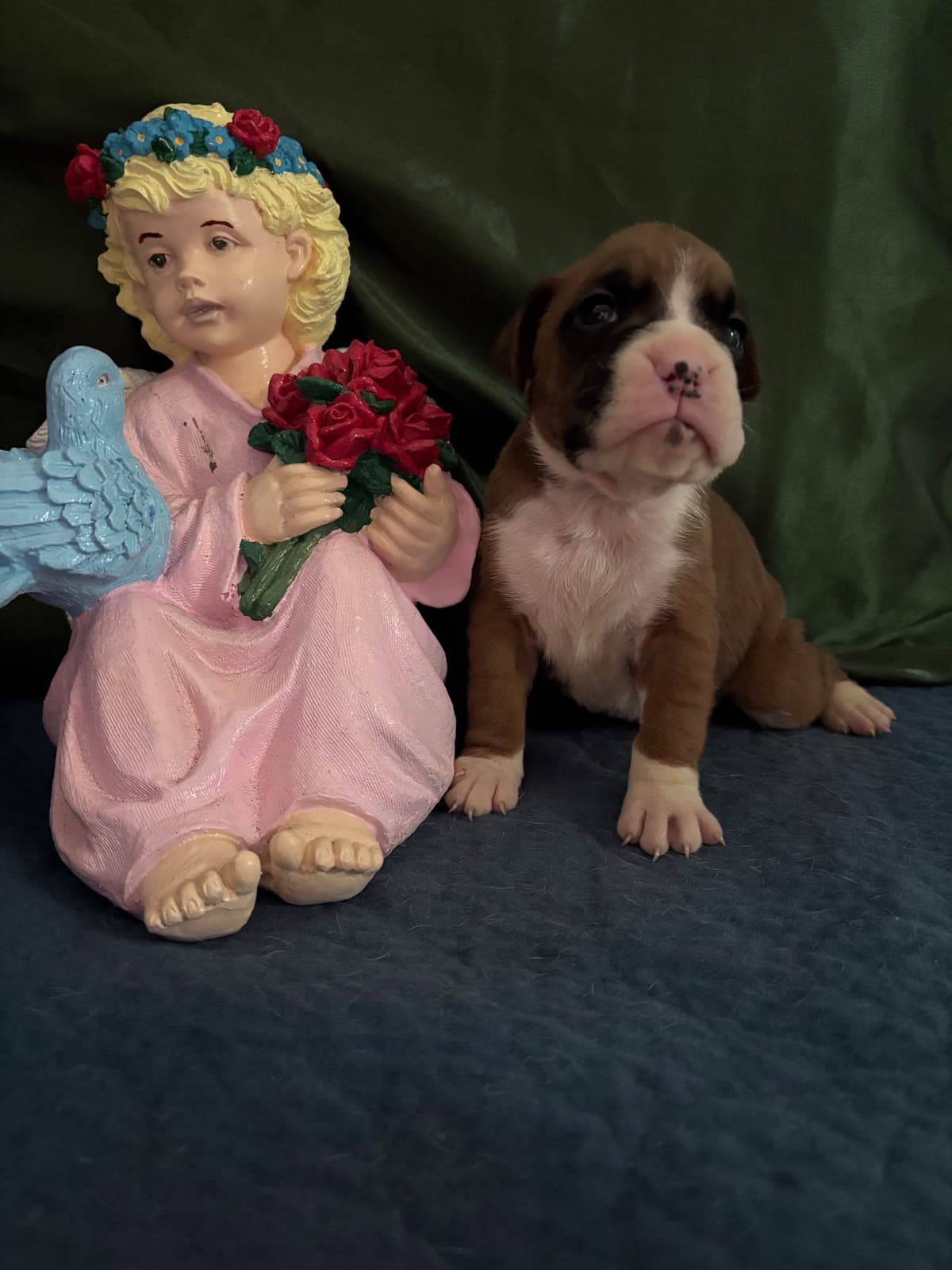 Boxer Puppies breeder image 18