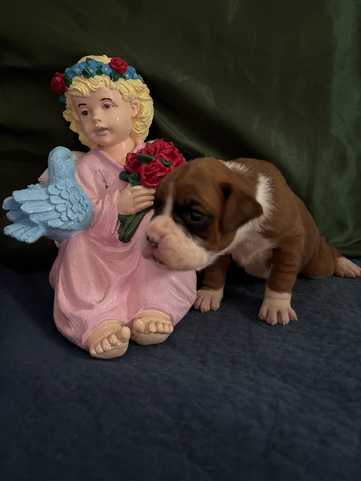 Boxer Puppies breeder image 13
