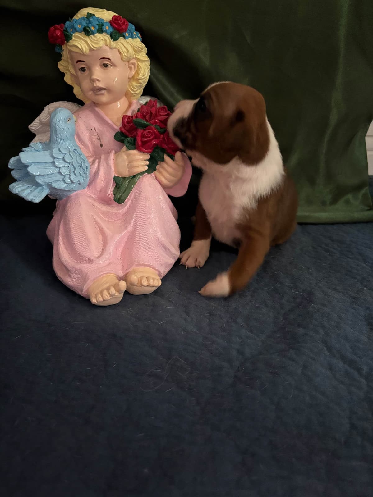Boxer Puppies breeder image 17