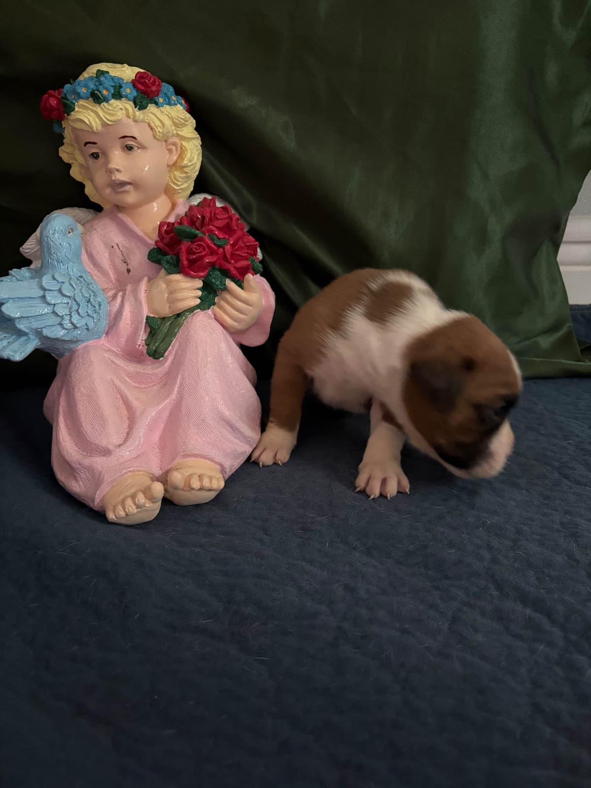 Boxer Puppies breeder image 19