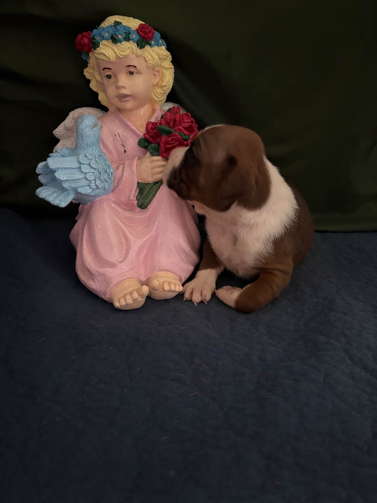 Boxer Puppies breeder image 16