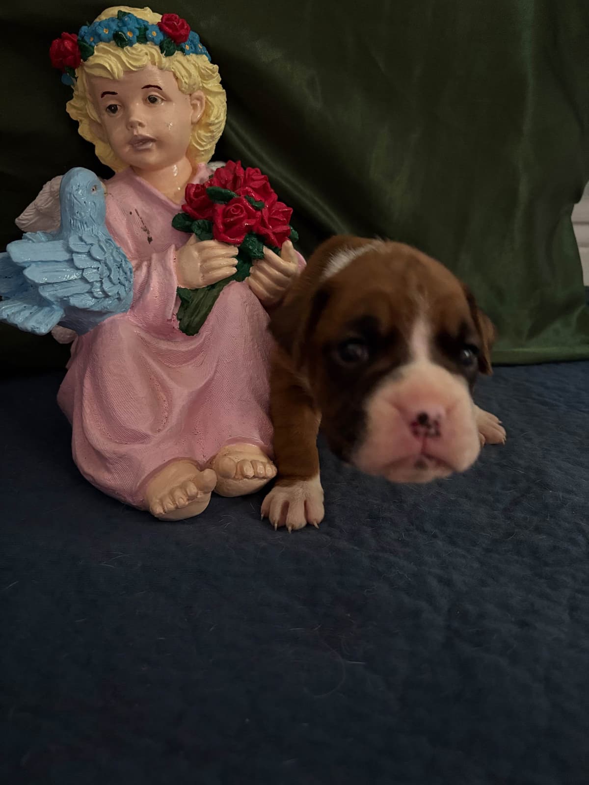 Boxer Puppies breeder image 22