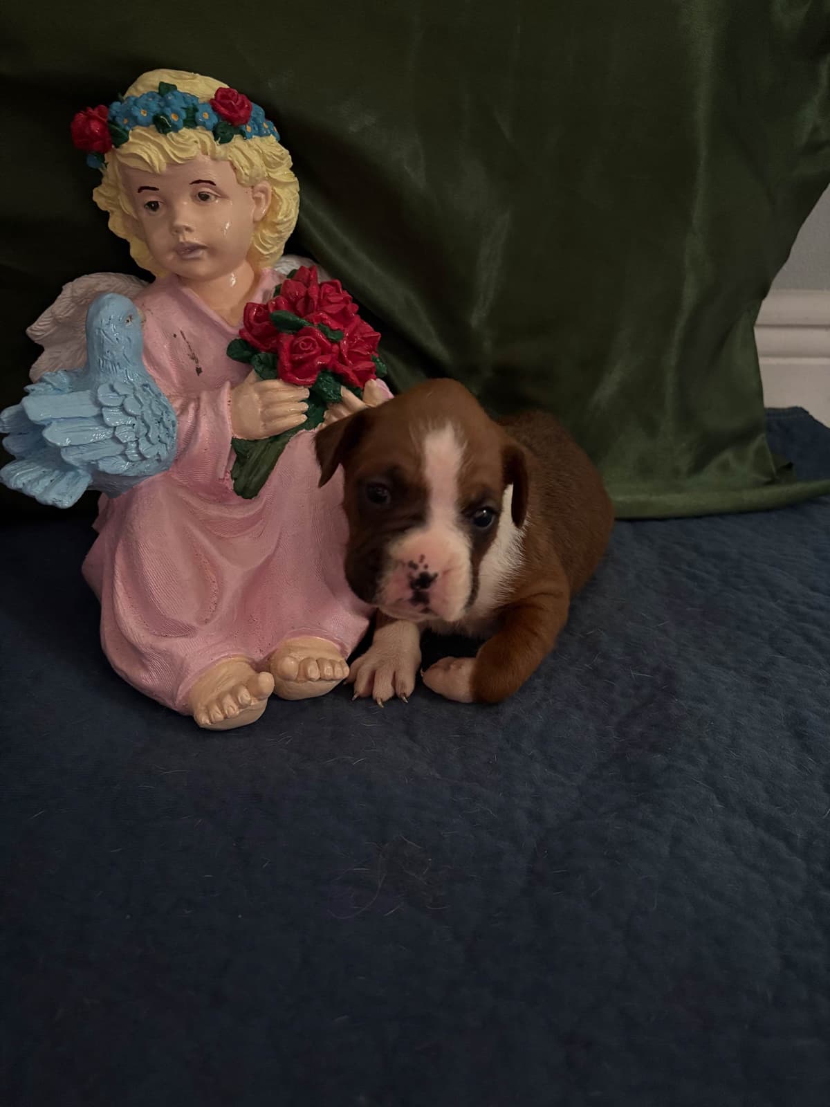Boxer Puppies breeder image 21