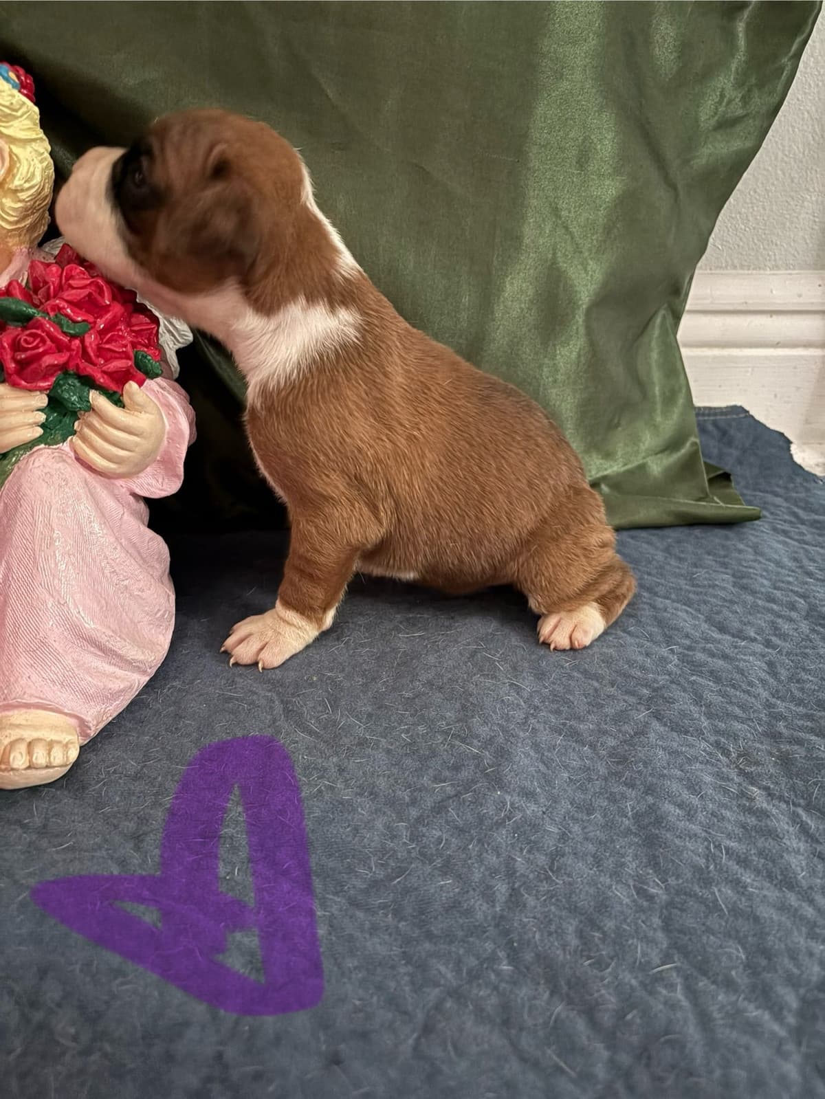Boxer Puppies breeder image 14