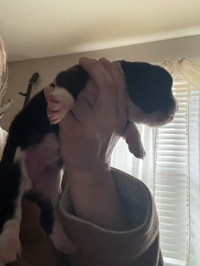 Boxer Puppies media 2