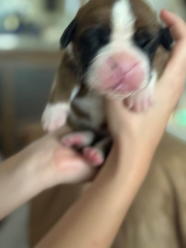 Boxer Puppies media 3