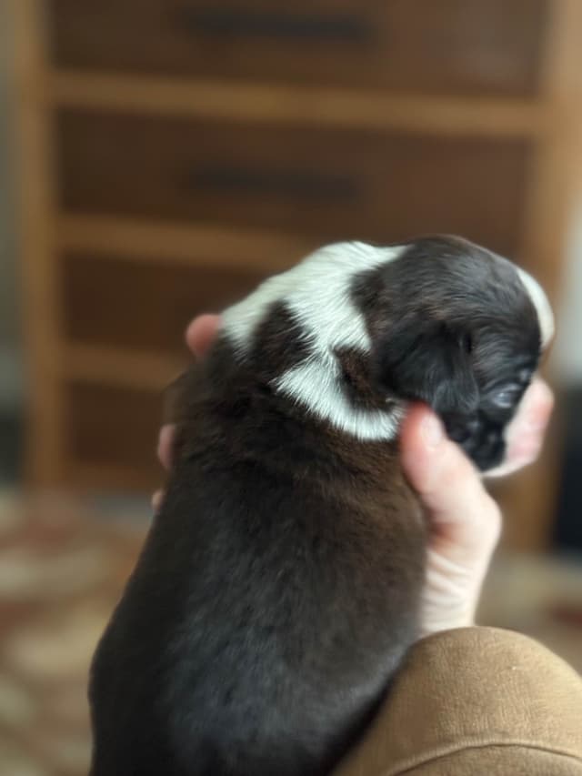 Boxer Puppies media 4