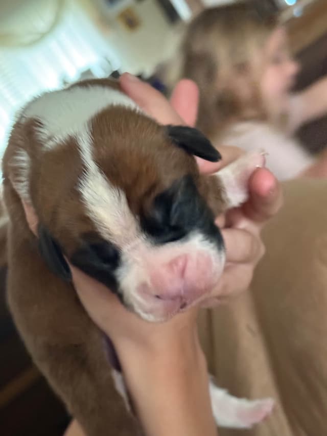 Boxer Puppies media 5