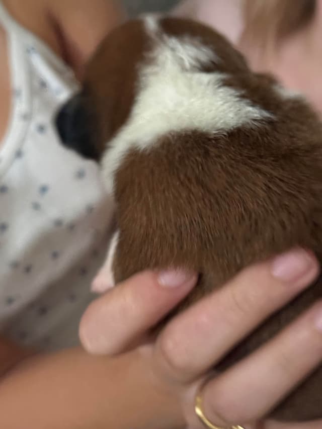 Boxer Puppies media 6