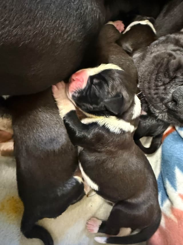 Boxer Puppies media 7