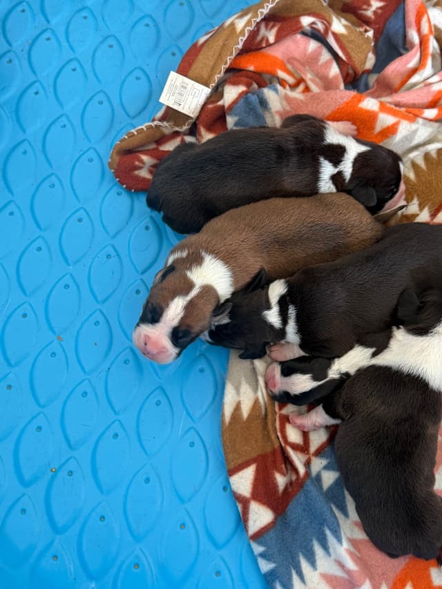 Boxer Puppies media 8