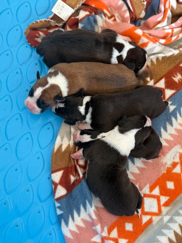 Boxer Puppies media 9