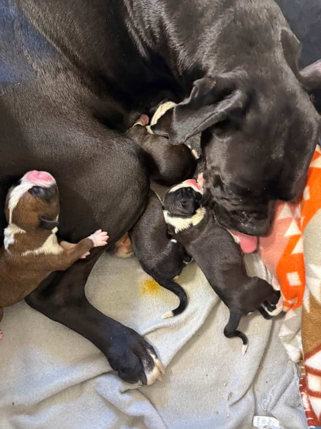 Boxer Puppies media 10