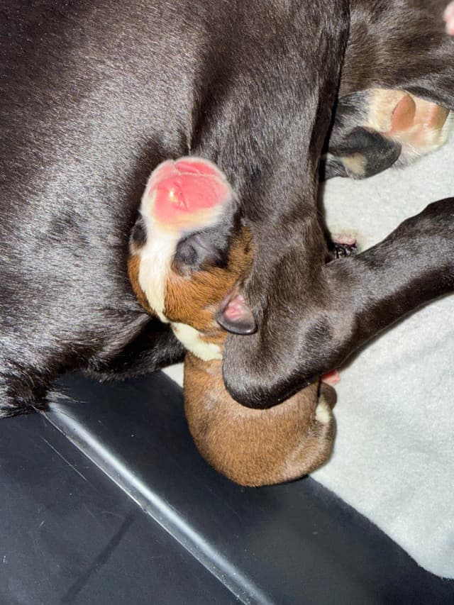 Boxer Puppies media 11