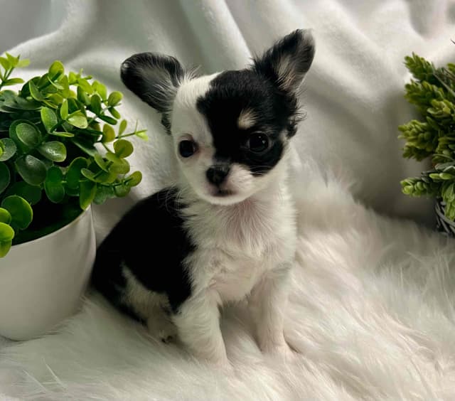 Chihuahua Puppies media 2