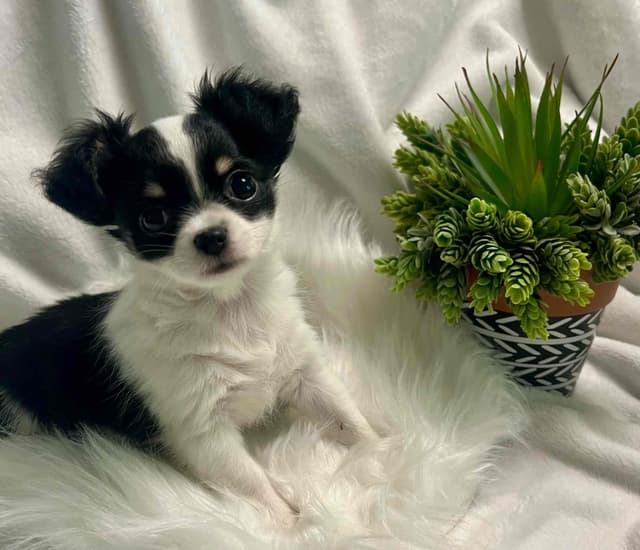 Chihuahua Puppies media 3
