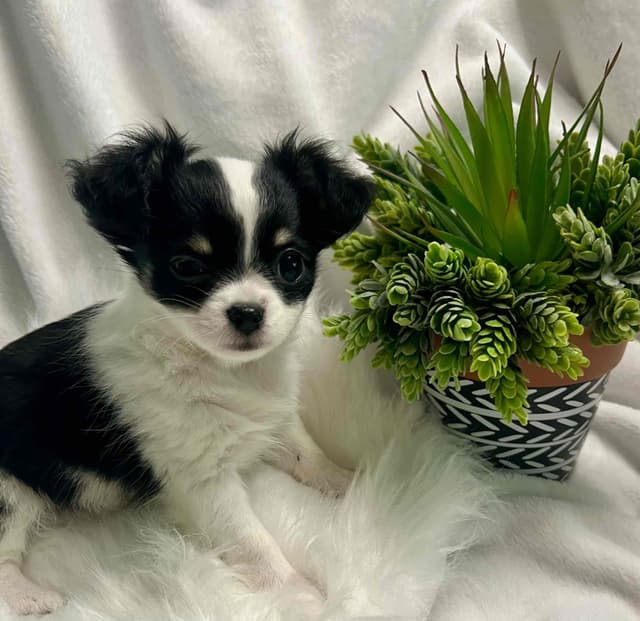 Chihuahua Puppies media 4