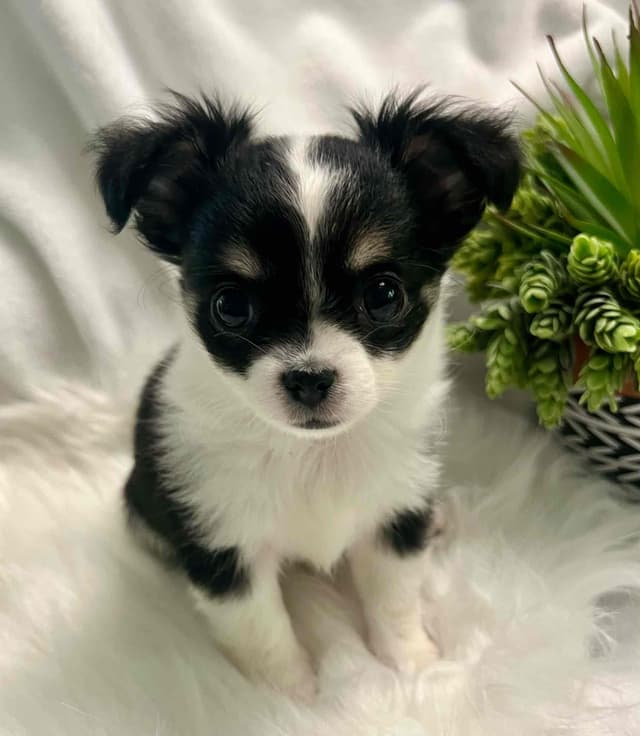 Chihuahua Puppies media 6