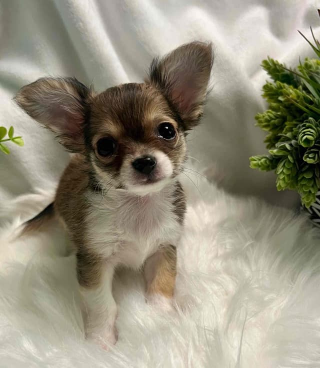 Chihuahua Puppies media 8