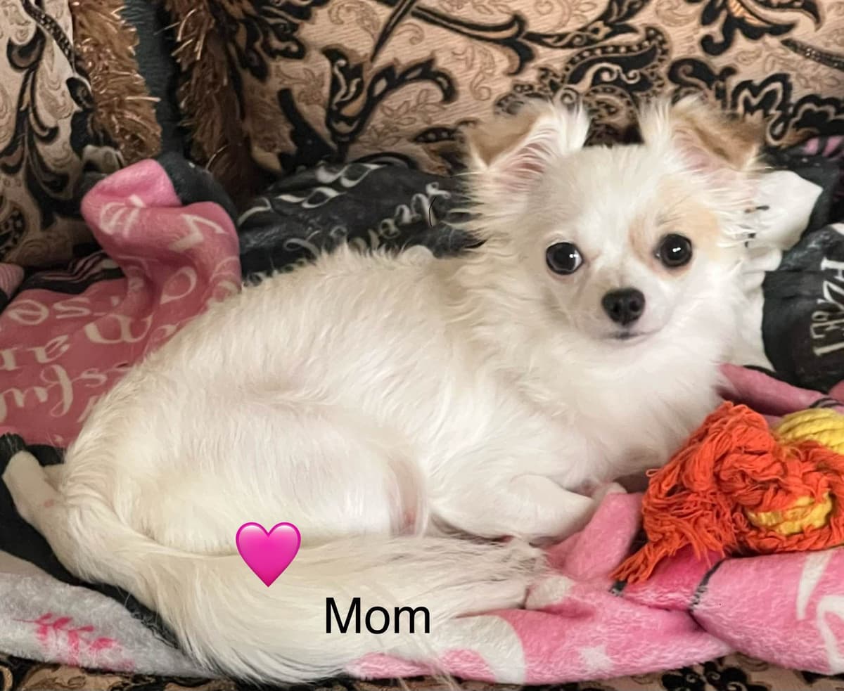 Chihuahua Puppies breeder image 1
