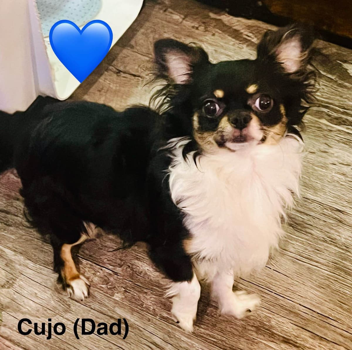 Chihuahua Puppies breeder image 2