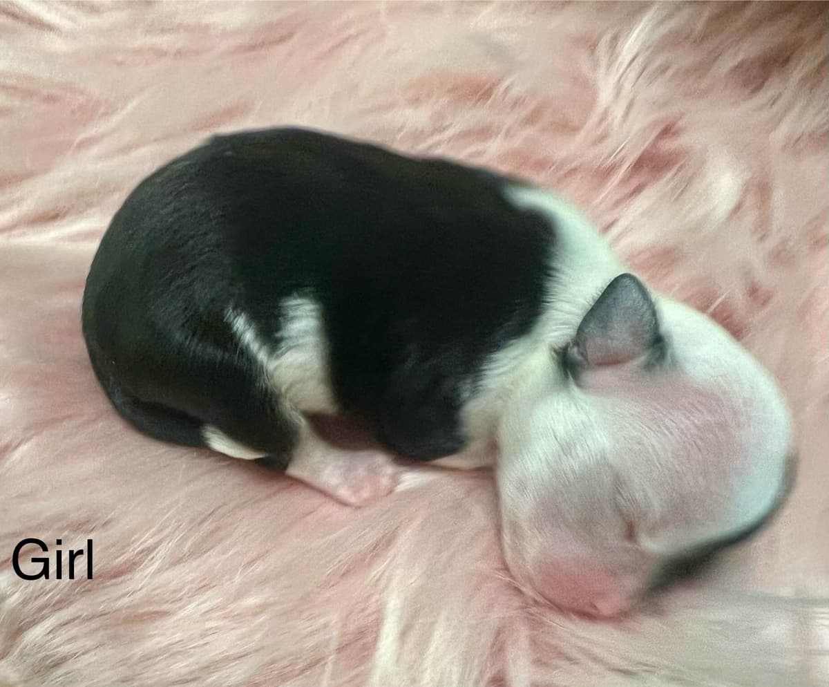 Chihuahua Puppies breeder image 3