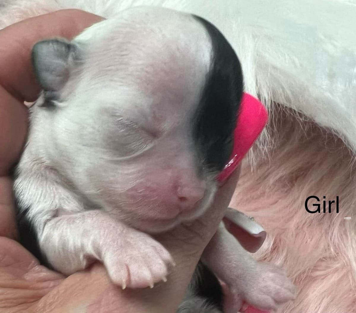 Chihuahua Puppies breeder image 4