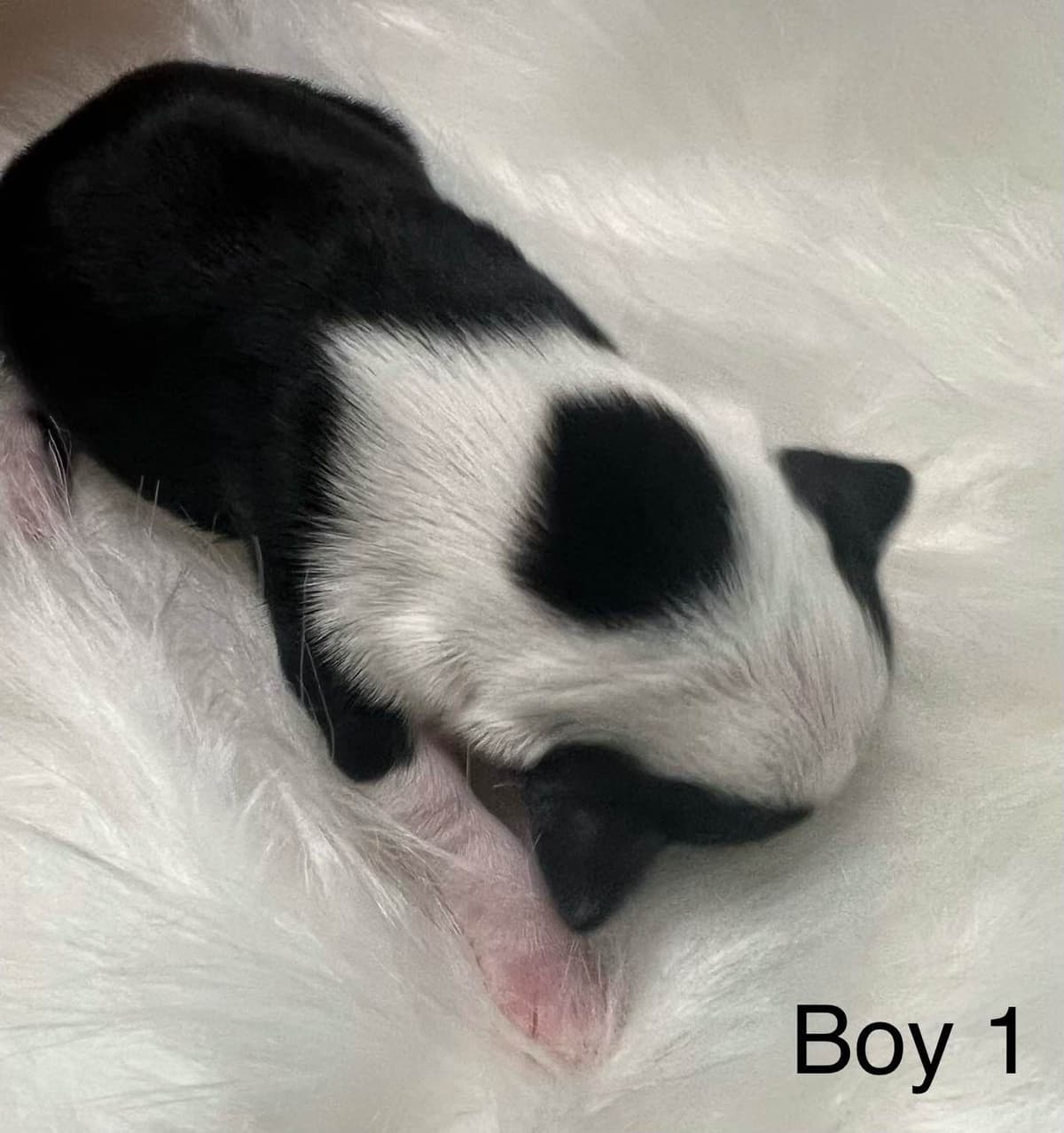 Chihuahua Puppies breeder image 5