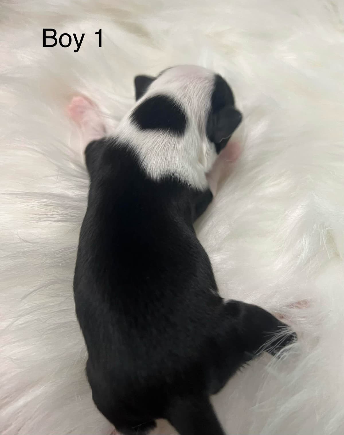 Chihuahua Puppies breeder image 6