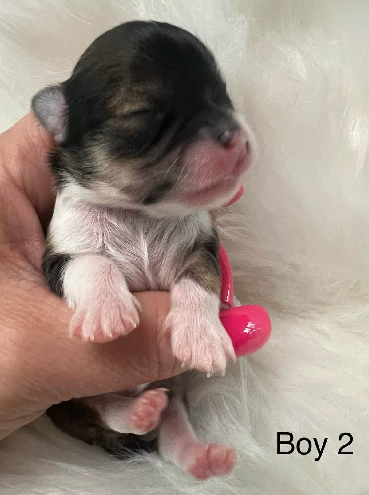 Chihuahua Puppies breeder image 7