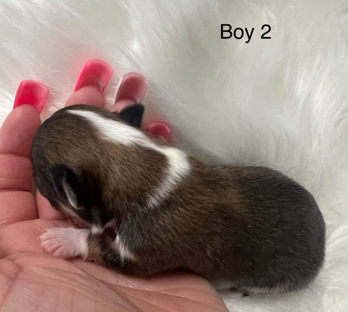 Chihuahua Puppies breeder image 8