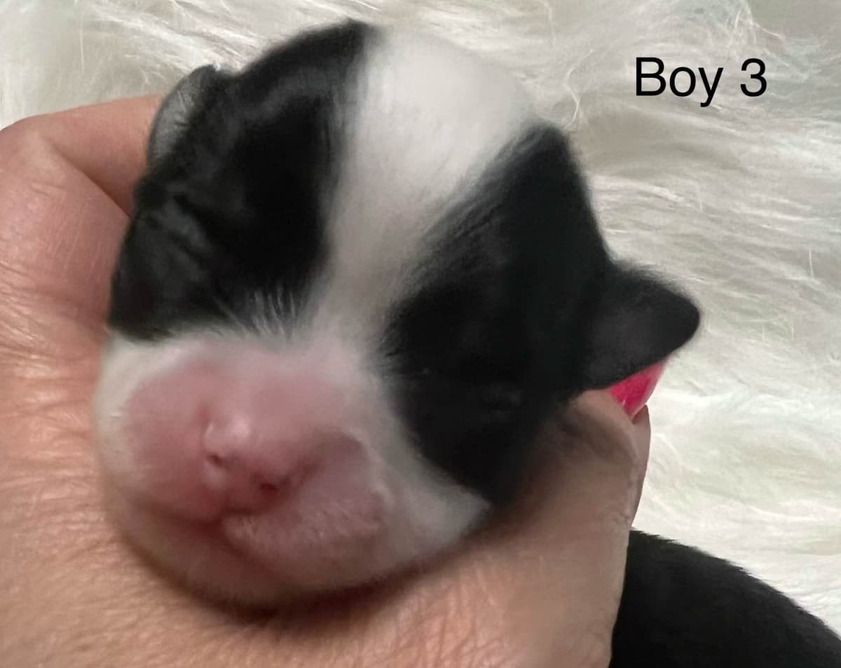 Chihuahua Puppies breeder image 9