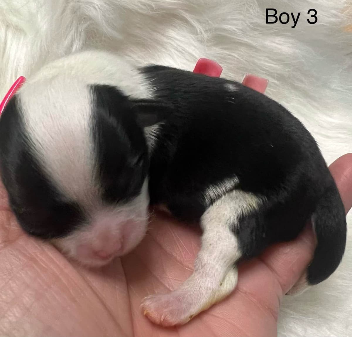 Chihuahua Puppies breeder image 10