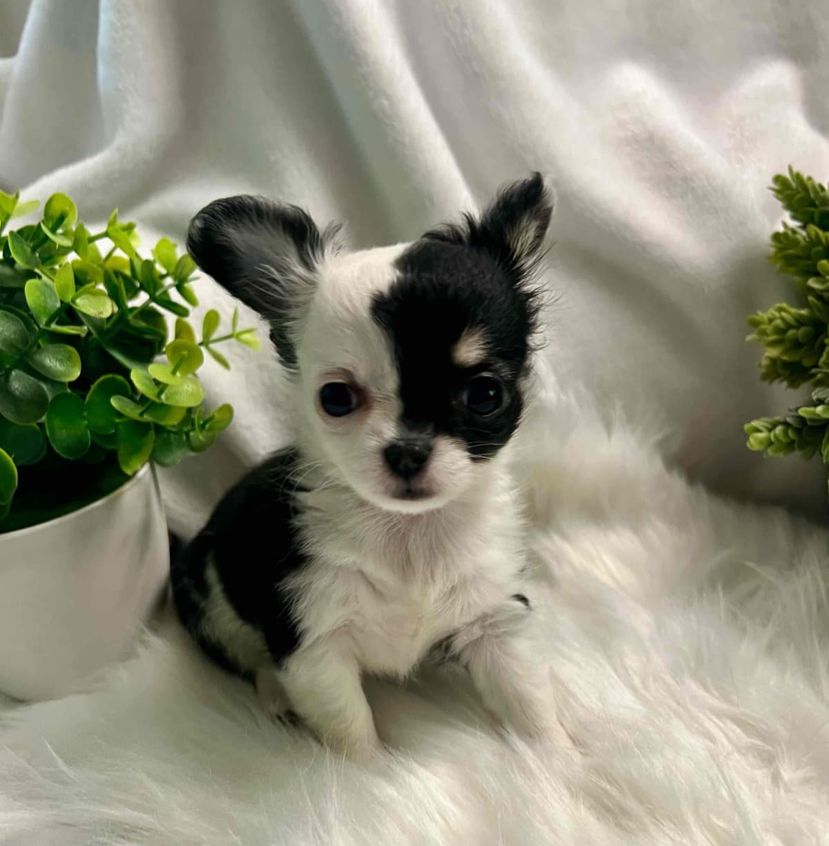 Chihuahua Puppies breeder image 11