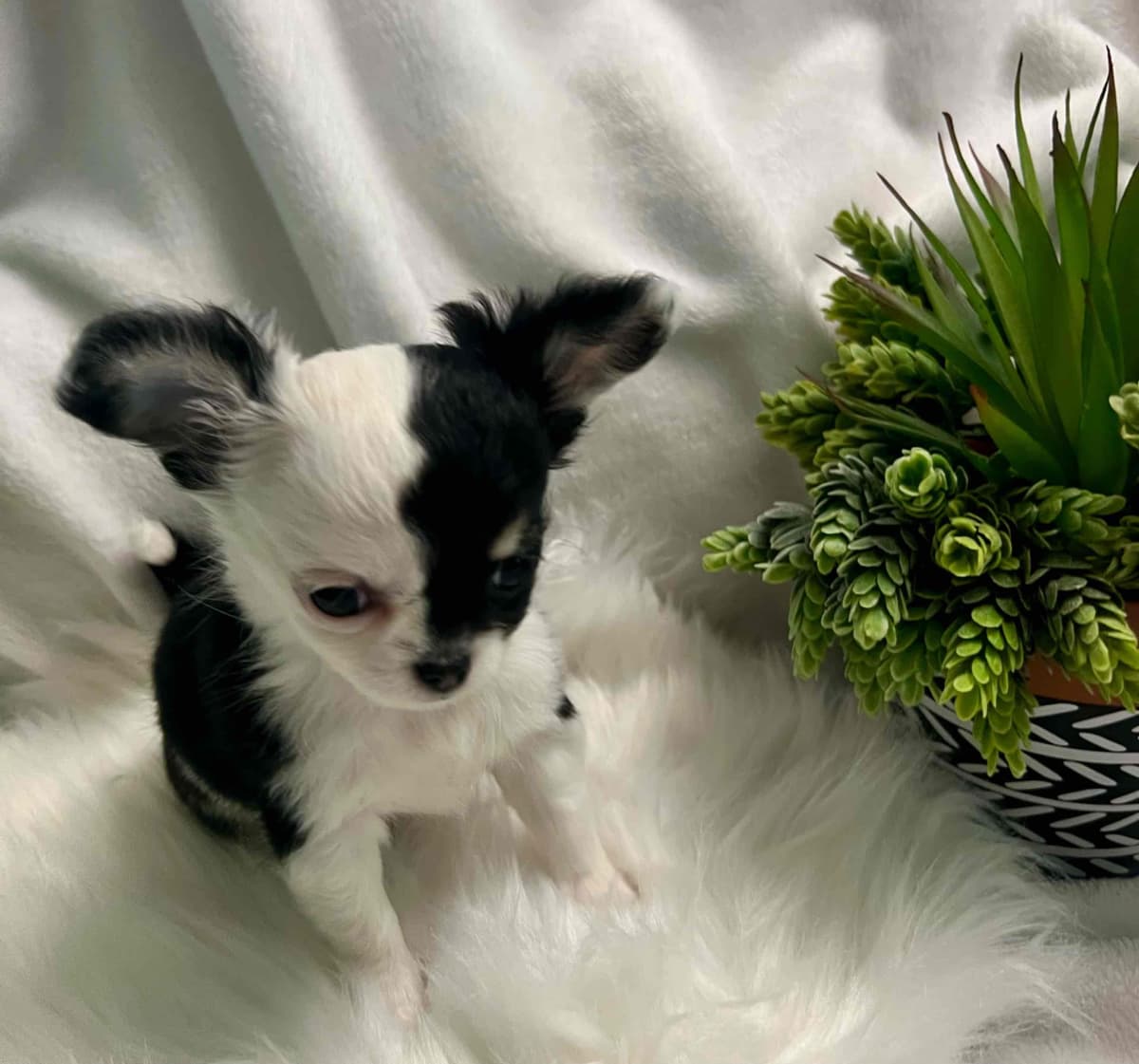 Chihuahua Puppies breeder image 13