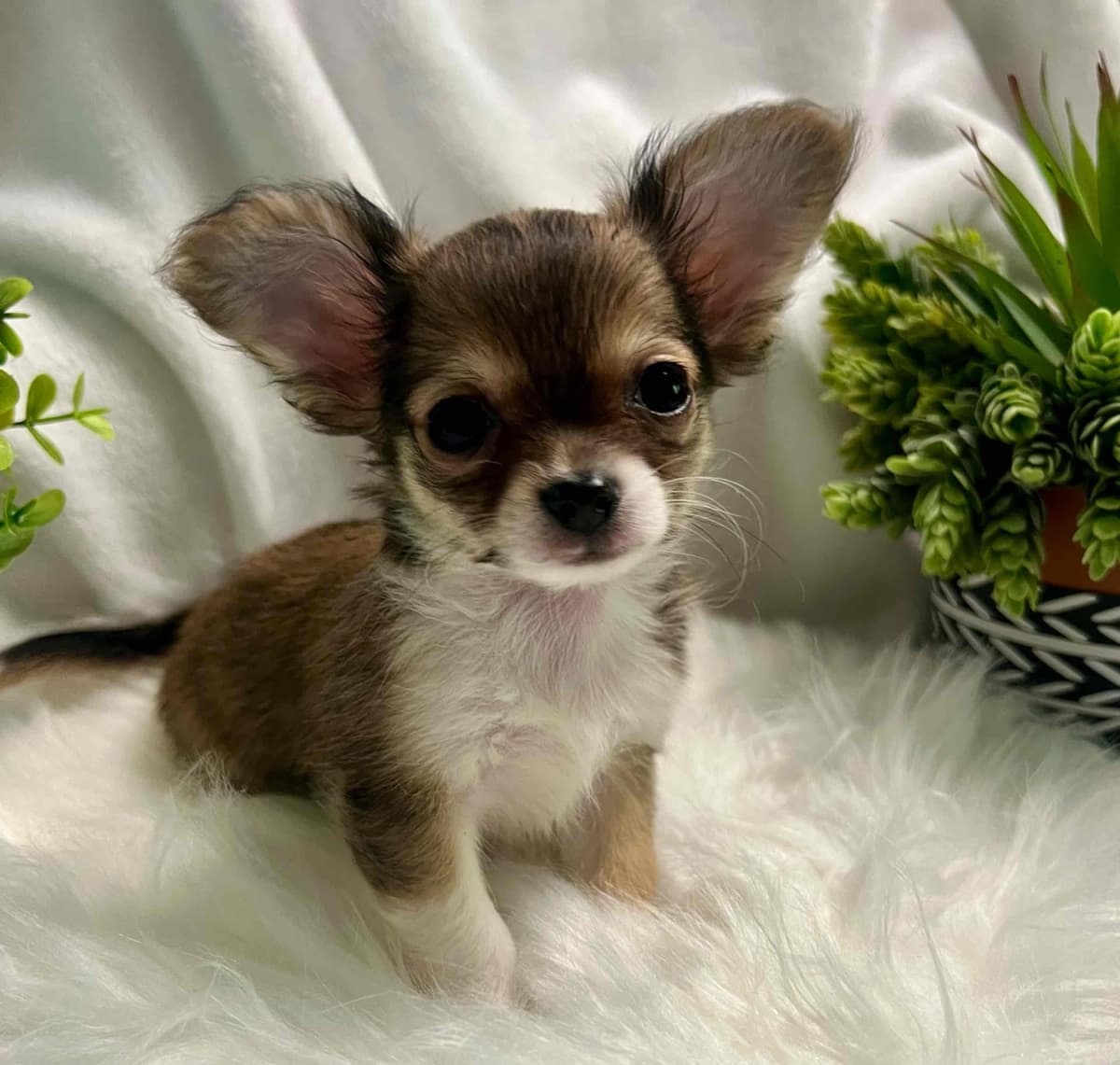 Chihuahua Puppies breeder image 14