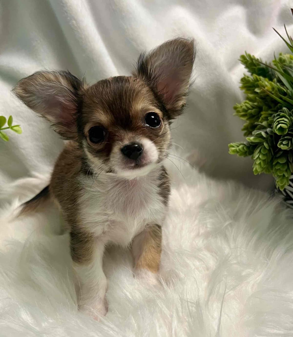Chihuahua Puppies breeder image 15