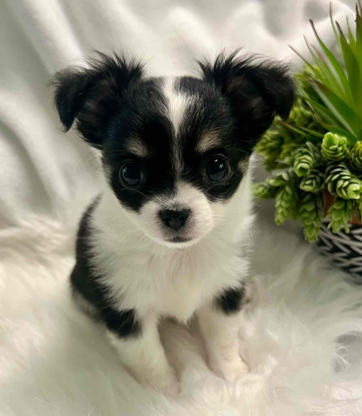 Chihuahua Puppies breeder image 16