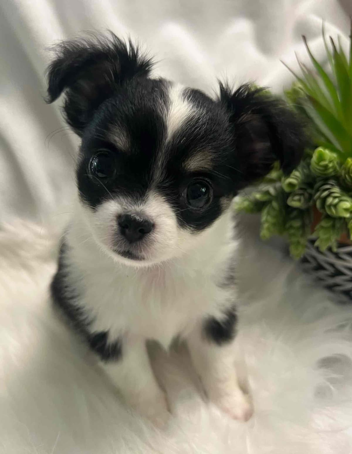 Chihuahua Puppies breeder image 17