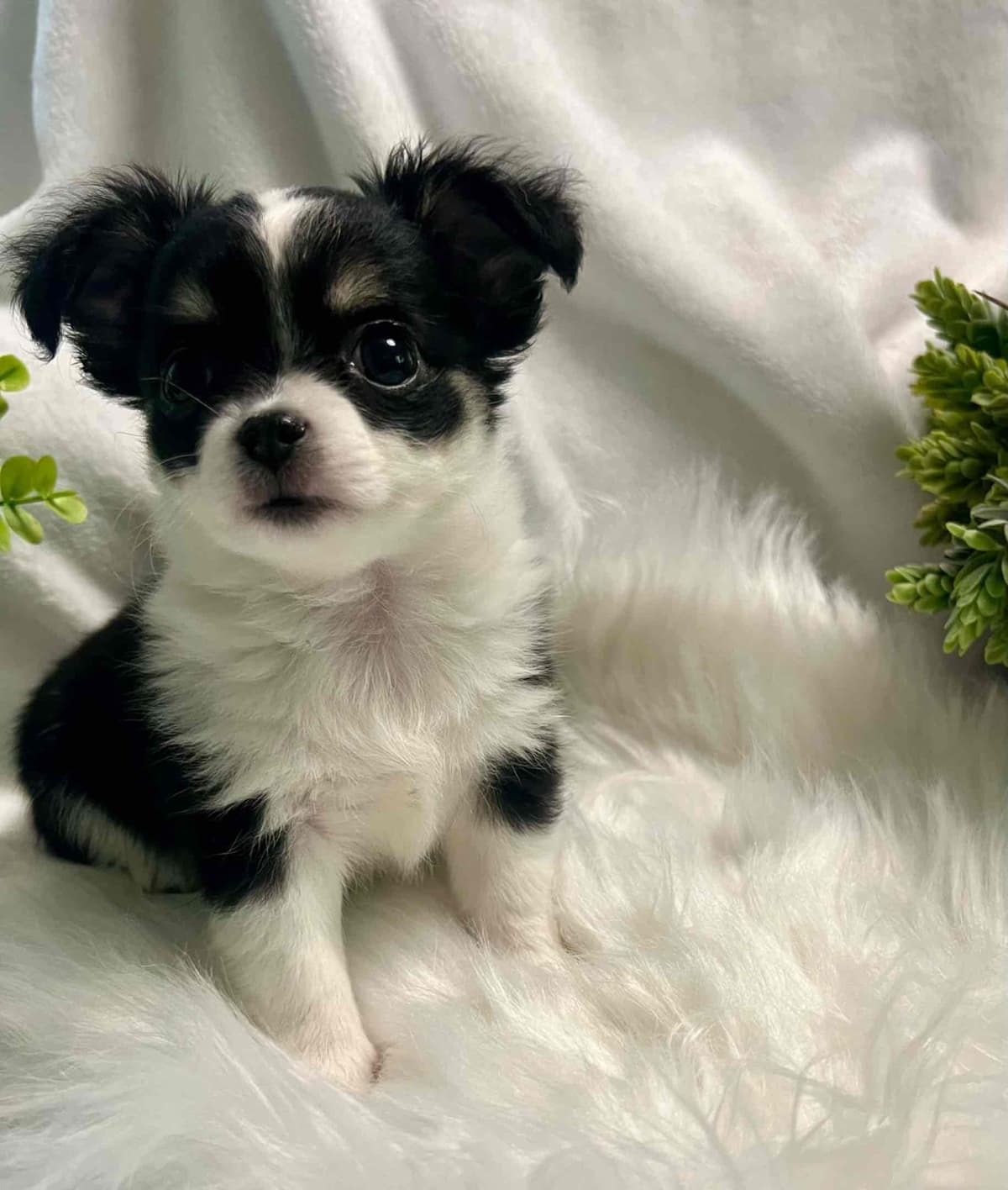 Chihuahua Puppies breeder image 19