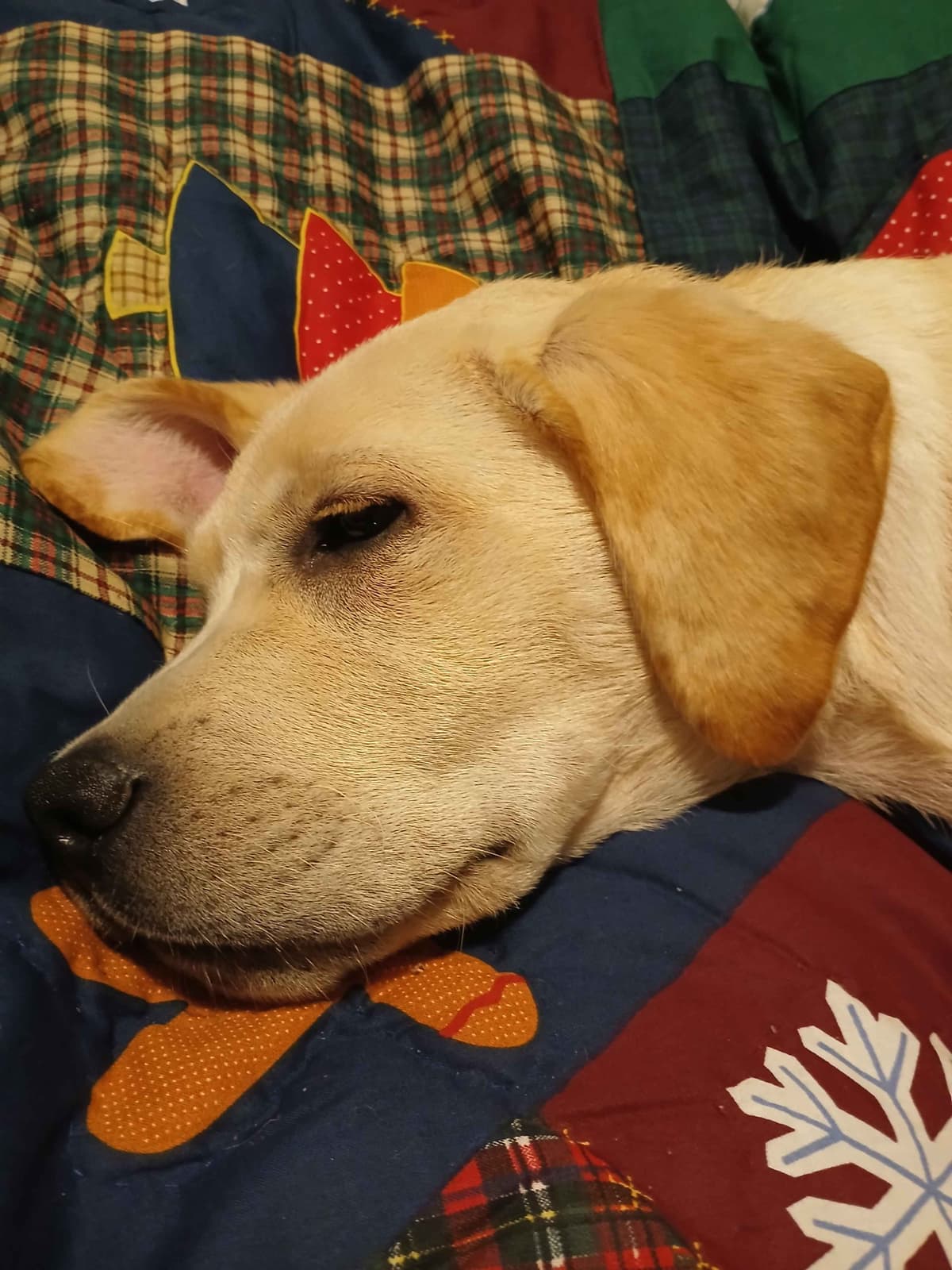 Labrador Retriever Puppies breeder image 1