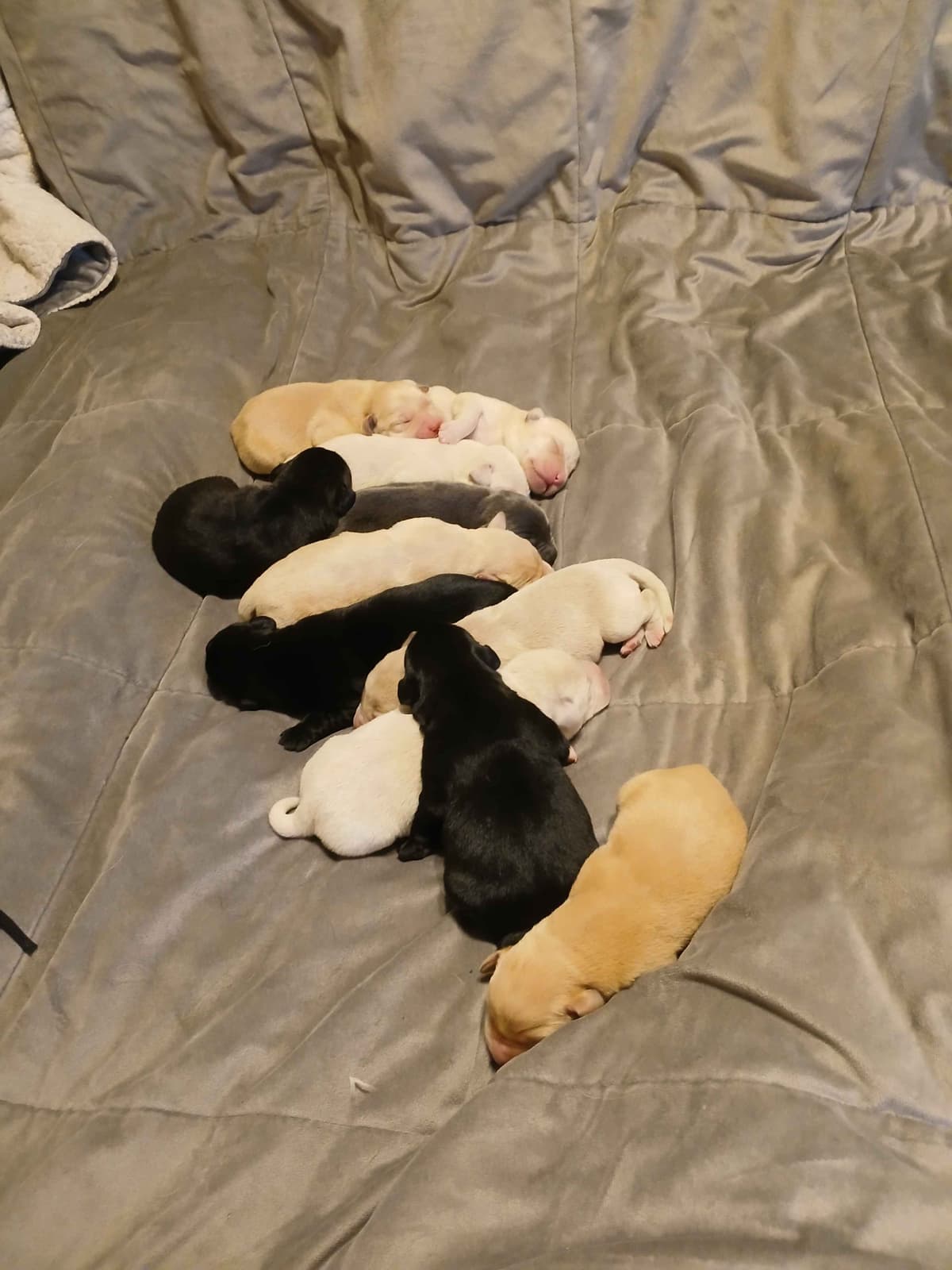 Labrador Retriever Puppies breeder image 2