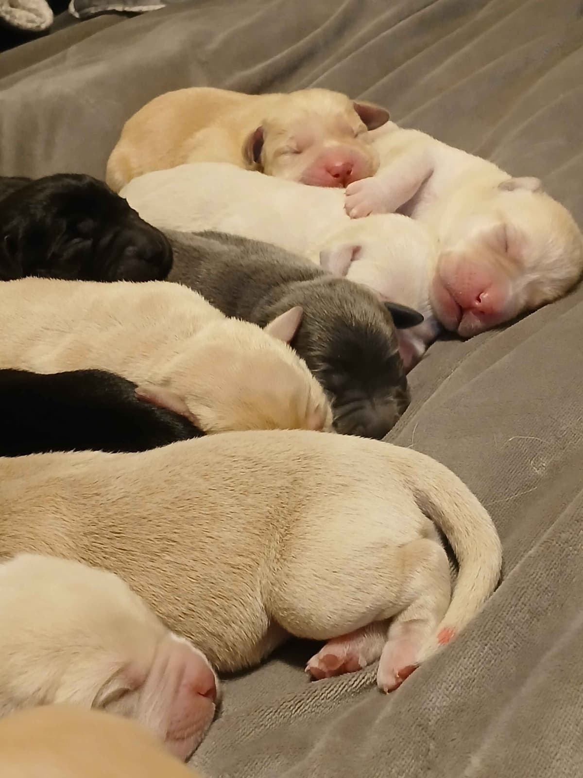 Labrador Retriever Puppies breeder image 7